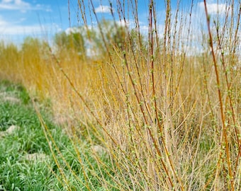 Long Willow Branches for Basket Weaving | Willow Wreaths | Willow Garland | Privacy Fencing | 4-5ft Length | Buy Two Bundles Get ONE FREE!!