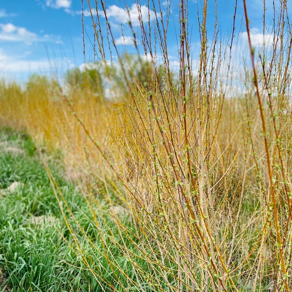 Long Willow Branches for Basket Weaving | Willow Wreaths | Willow Garland | Privacy Fencing | 4-5ft Length | Buy Two Bundles Get ONE FREE!!