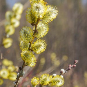 10 Pussy Willow Tree Cuttings! Fresh Cut, Organic Grown USA