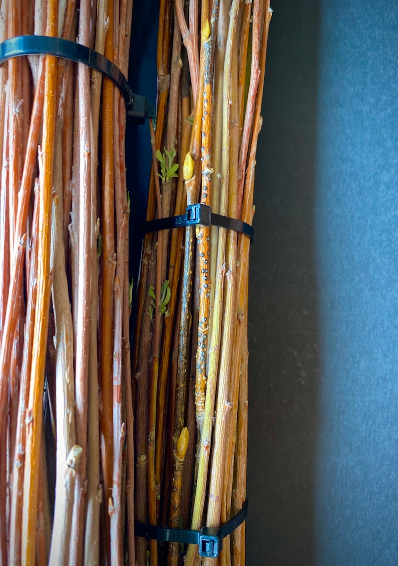 Dried Willow Tip Bundle Floral Stems Dried Reeds for Seasonal Etsy