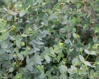 Small-Leaved Gum (Eucalyptus nicholii) | Aromatic Fine-Textured Foliage