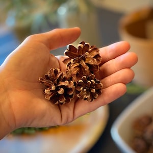 Mini Scotch Pine Cones: Natural Holiday Ornament, DIY Decor (8oz)