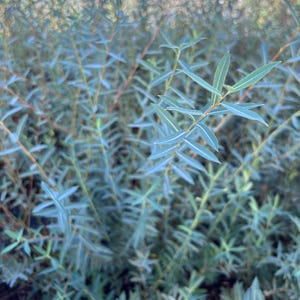 May include: A dense cluster of slender, lance-shaped leaves with a muted blue-green hue. The foliage grows on thin, flexible stems that branch out in multiple directions, creating a layered, textured appearance with soft, natural lighting.