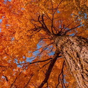 May include: A tall tree with a thick trunk and branches reaching up towards a blue sky. The leaves are a vibrant orange color, creating a beautiful autumn scene.