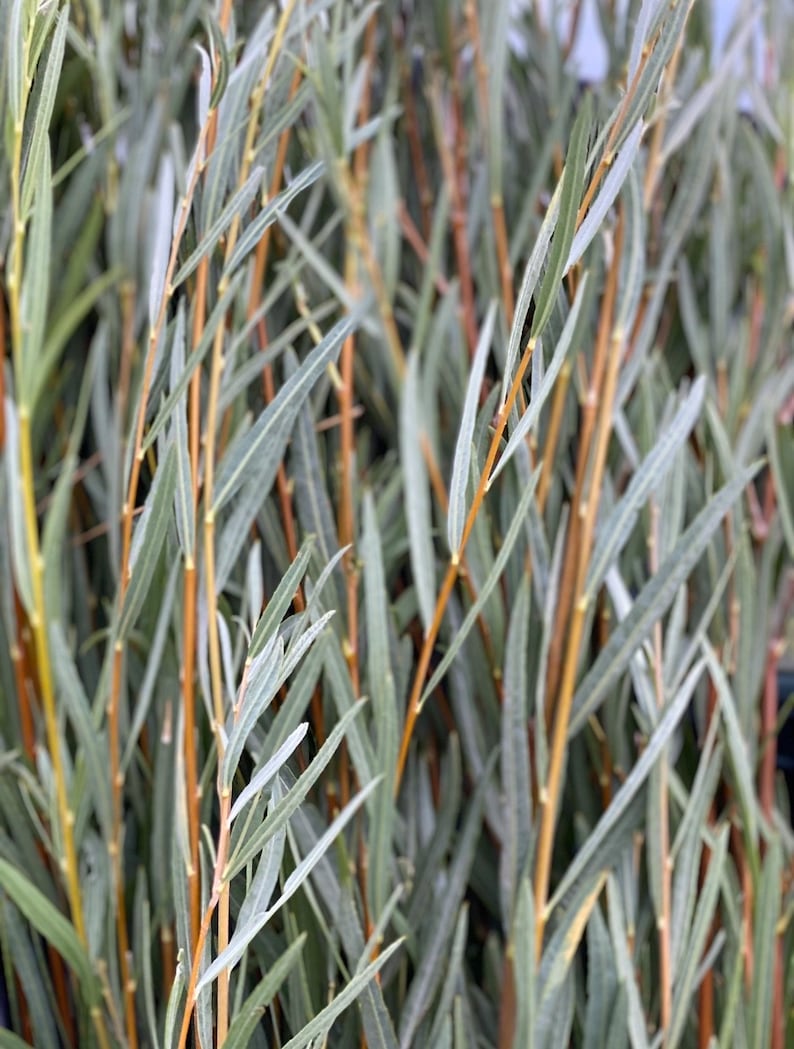 24 Willow Plant Cutting Rooted Ready to Plant Basketry Willow