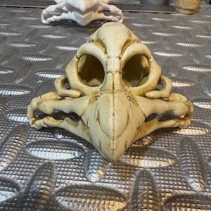 May include: A detailed, off-white avian skull with large eye sockets and a pointed beak. Another skull is visible in the background. The skulls are likely decorative items or props, possibly for Halloween or gothic decor.