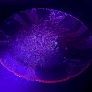Puede incluir: Un cuenco de vidrio morado con un diseño floral. El cuenco tiene un borde festoneado y está iluminado con una luz púrpura, resaltando los intrincados patrones. El borde del cuenco tiene un tono rojo.