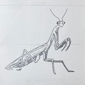 Könnte beinhalten: Eine schwarz-weiße Tuschezeichnung einer Gottesanbeterin auf weißem Hintergrund. Der Text STINKBUG DRAWS ist oben aufgedruckt und das Wort MANTODEA steht unten. Eine kleine Signatur mit der Aufschrift STINKBUG ist nahe den Insektenbeinen zu sehen.