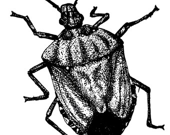 Brown Marmorated Stinkbug - 5x7 Screenprint