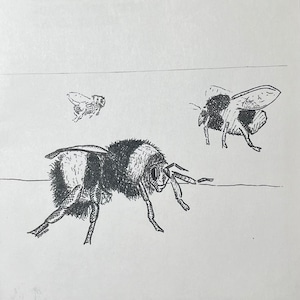 May include: A black and white ink drawing of three bees. The drawing is titled "STINKBUG DRAWS" and "BEES".