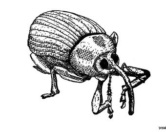 Acorn Weevil - 5x7 Screenprint