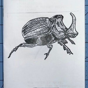Könnte beinhalten: Eine Schwarzweiß-Zeichnung eines Nashornkäfers mit dem Text "STINKBUG DRAWS:" und "SCARABAEIDAE" auf der Seite.