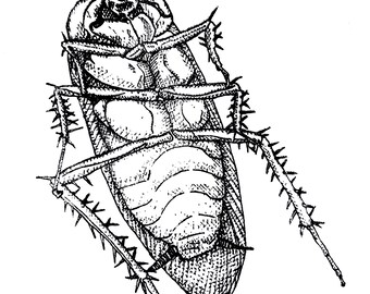 Cockroach - 5x7 Screenprint