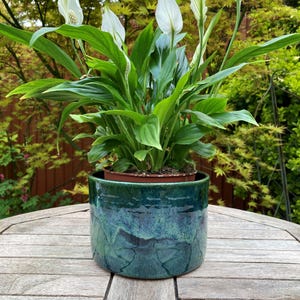 Könnte beinhalten: Topfpflanze mit weißen Blüten und grünen Blättern. Die Pflanze steht in einem teal-farbenen Keramiktopf mit glänzendem Finish. Der Topf steht auf einem Holztisch im Freien, mit verschwommenem grünem Hintergrund.