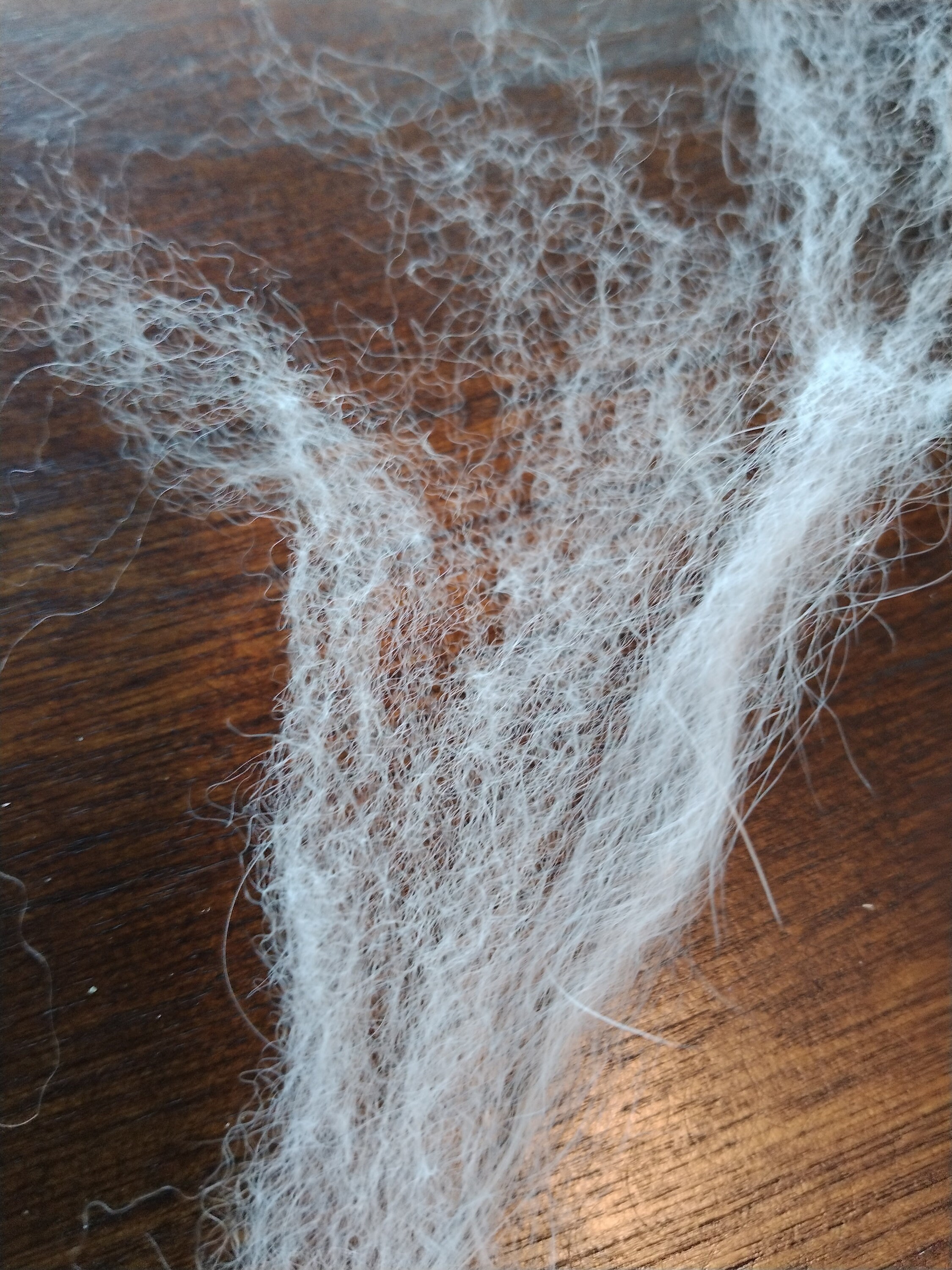 Angora Rabbit Wool Sample - Etsy