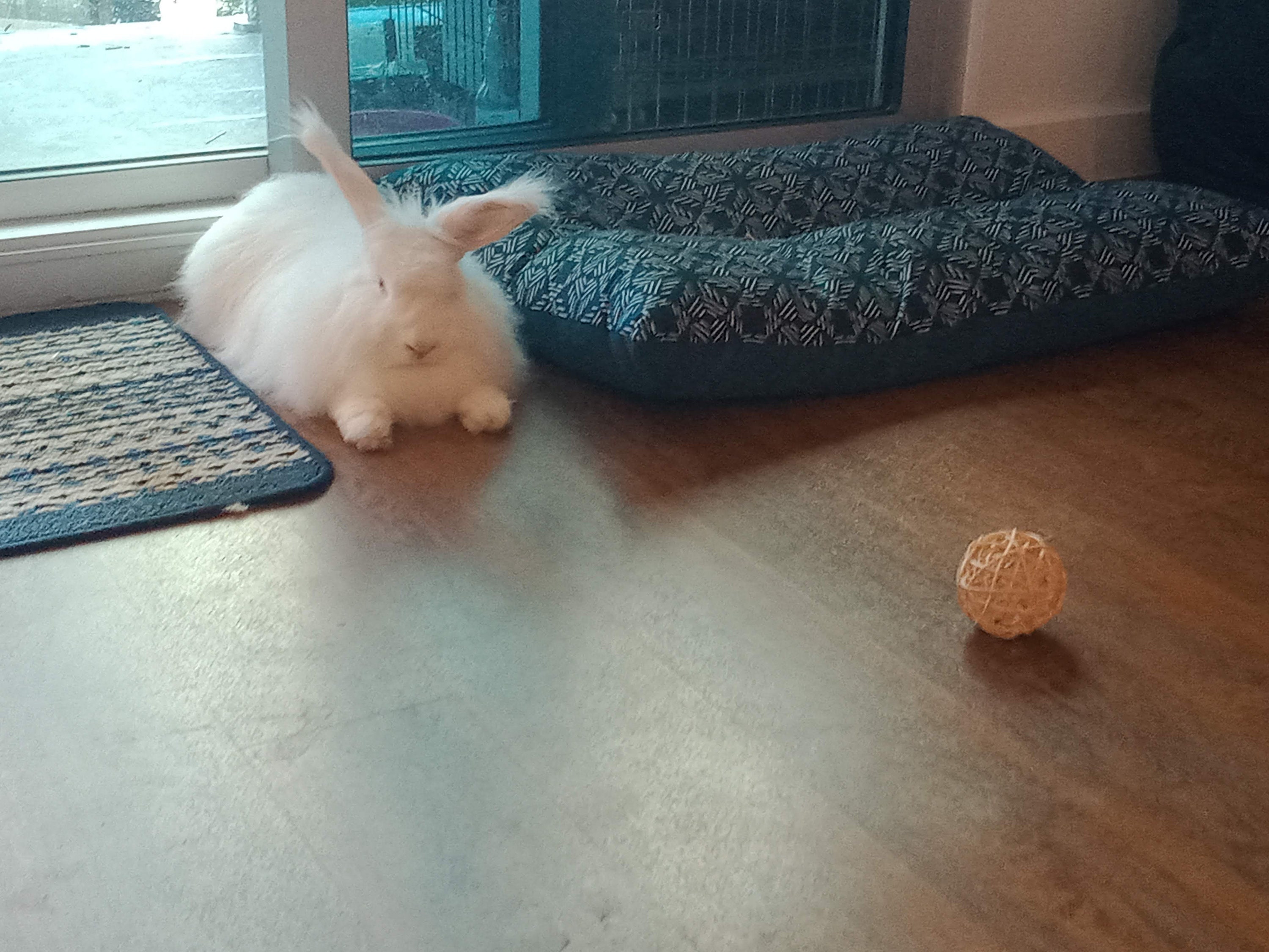 Angora Rabbit Wool Sample - Etsy