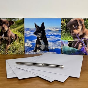 Set di 5 biglietti con cani - Australian Kelpie - Cane - Cucciolo - Biglietto vuoto - Biglietto di auguri - Tutte le occasioni - Skye
