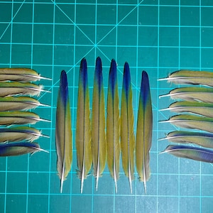 Sun Conure Tail Resplandor
