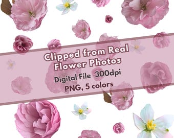 Naadloos patroon echte kersenbloesem, sakurabloem, png-ontwerp (digitale download)