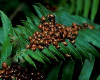 Coccinella biologica