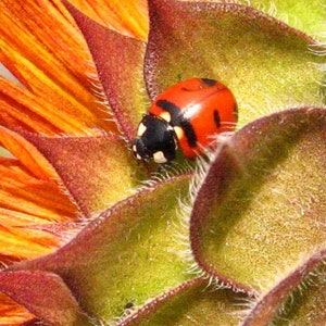 Organic ladybug image 3