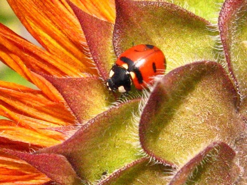 Organic ladybug image 3