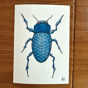 Puede incluir: Una ilustración dibujada a mano de un escarabajo azul con detalles intrincados. El escarabajo tiene un cuerpo texturizado y patas largas y delgadas. La ilustración está en papel blanco con una firma en la esquina inferior derecha.