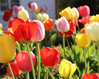 Sunny Springtime Tulips