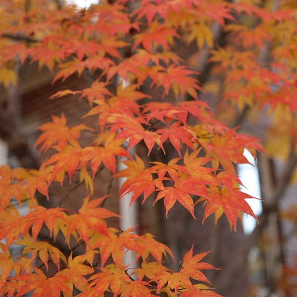 Japanese Maple Tree Photo