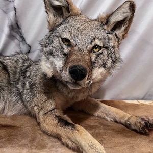 coyote taxidermy (first mount) by grihm -- Fur Affinity [dot] net