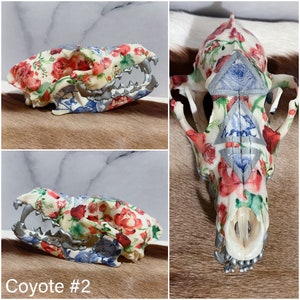 Floral Embellished Real COYOTE Skull