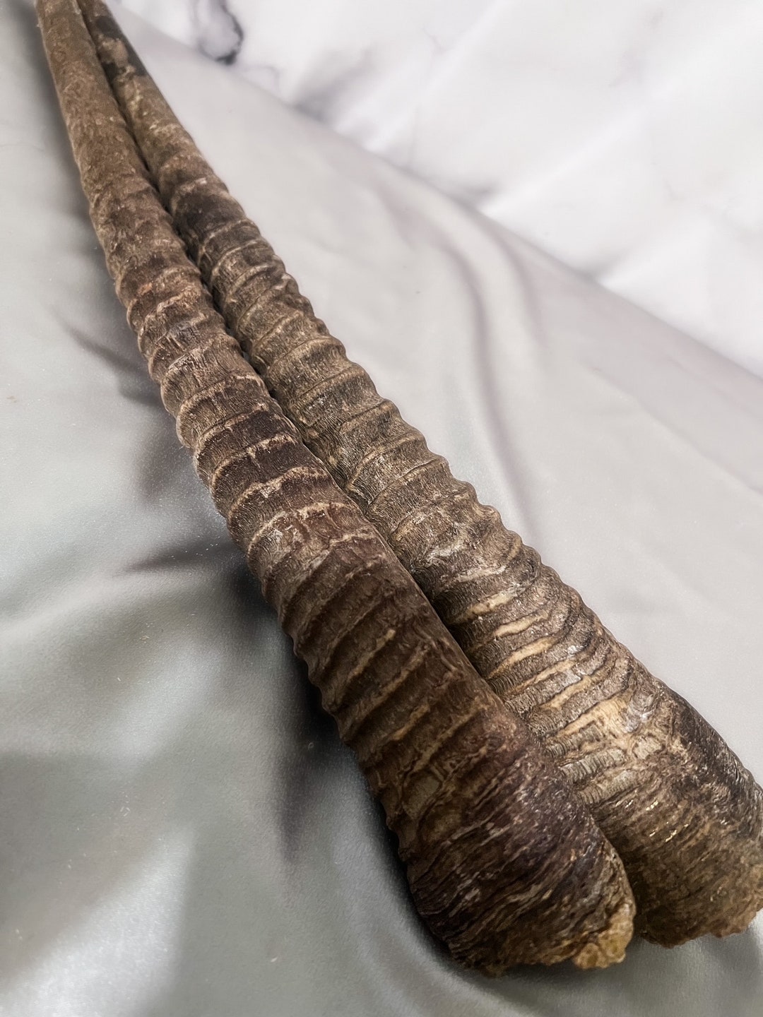 ORYX Gemsbok Horns Set 2pc Etsy