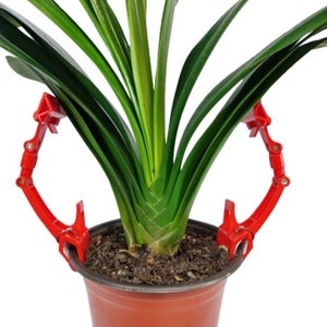 Set of 2 Phalaenopsis Orchid Clivia Leaves Support & Holder Clips
