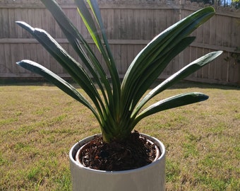 Clivia - Bush Lily - Clivia Miniata - 8-12 leaves Seasonal Orange Flowers, Evergreen Plant - 6" Pot-US Seller