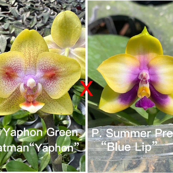 Phal. Yaphon Green Batman "Yaphon” x P. Summer Pretty "Blue Lip”