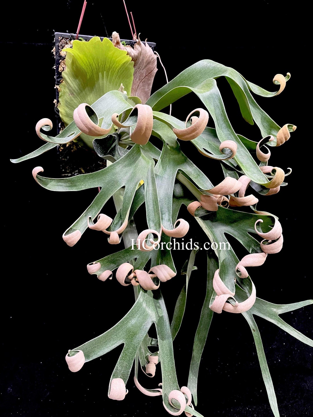 P. Foong Siqi Spored