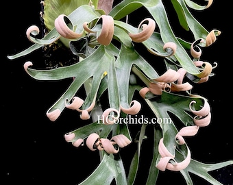 P.willinckii ‘Moonlight’ (vp)superdwarf Platycerium Willinckii Moonlight - Rare Collectible | Medium