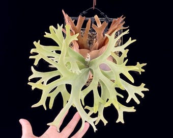 Platycerium Willinckii Jewel Sporeling - Etsy