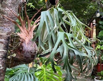 Platycerium Willinckii 'thousands of Arrows Fired' Staghorn Fern