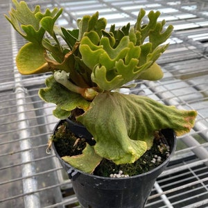 Platycerium Ridleyi dwarf sliver