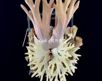 P. Willinckii Yellow Moon Spore “dwarf Select” #31 - Etsy P. Willinckii Yellow Moon Spore “dwarf Select” #31 - Etsy