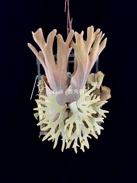 P. Willinckii Yellow Moon Spore “dwarf Select” #31 - Etsy P. Willinckii Yellow Moon Spore “dwarf Select” #31 - Etsy