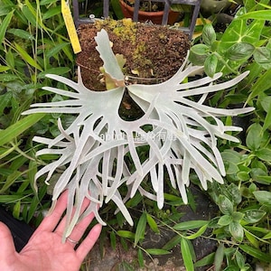Platycerium Willinckii Dwarf - Etsy