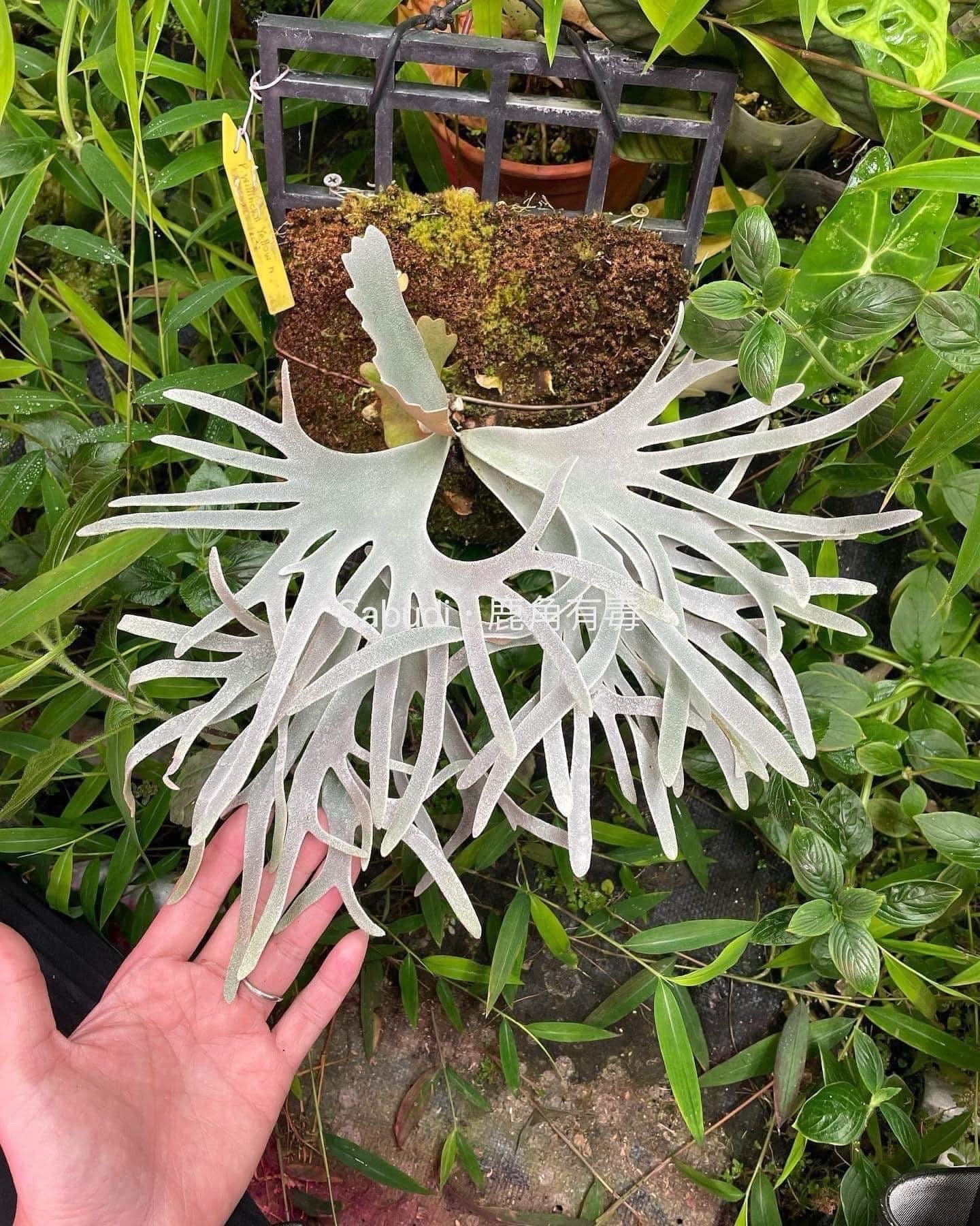 ビカクシダ (197) 板付の株です。Platycerium (holttumii x ビカクシダ (197) 板付の株です。Platycerium (holttumii x