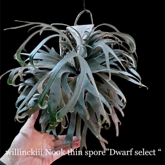 P. Willinckii tanya Pup willinckii Nook Thin Sporedwarf Select - Etsy