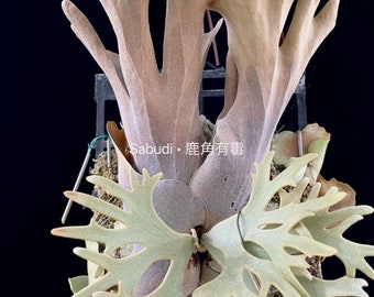 P. Willinckii Yellow Moon Spore “dwarf Select” #31 - Etsy P. Willinckii Yellow Moon Spore “dwarf Select” #31 - Etsy
