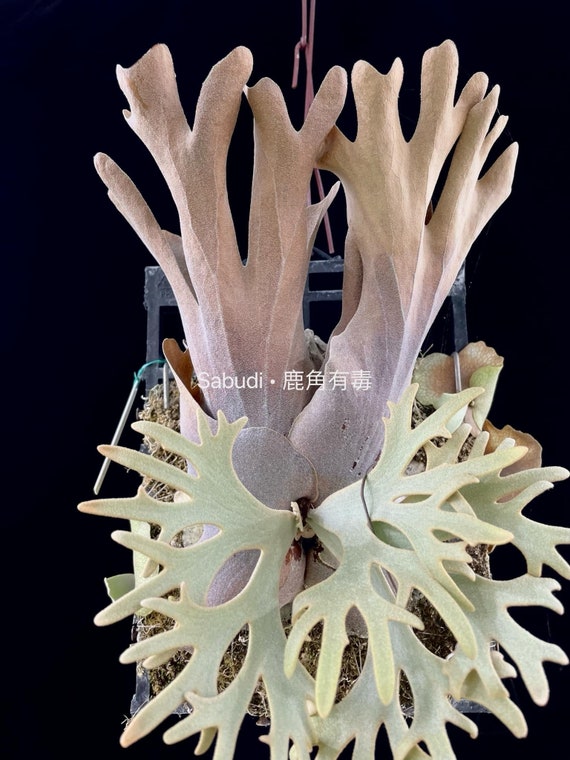 P. willinckii 'Yellow Moon' dwarf spore（✨頂級收藏✨ 《侏儒