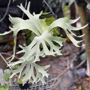 Platycerium Willinckii Moonlight Pup - Etsy