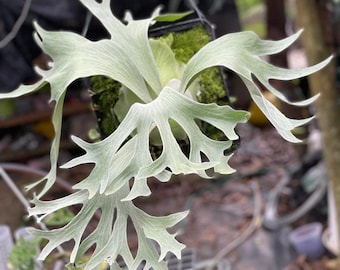 Platycerium Celso Tatsuta - Etsy
