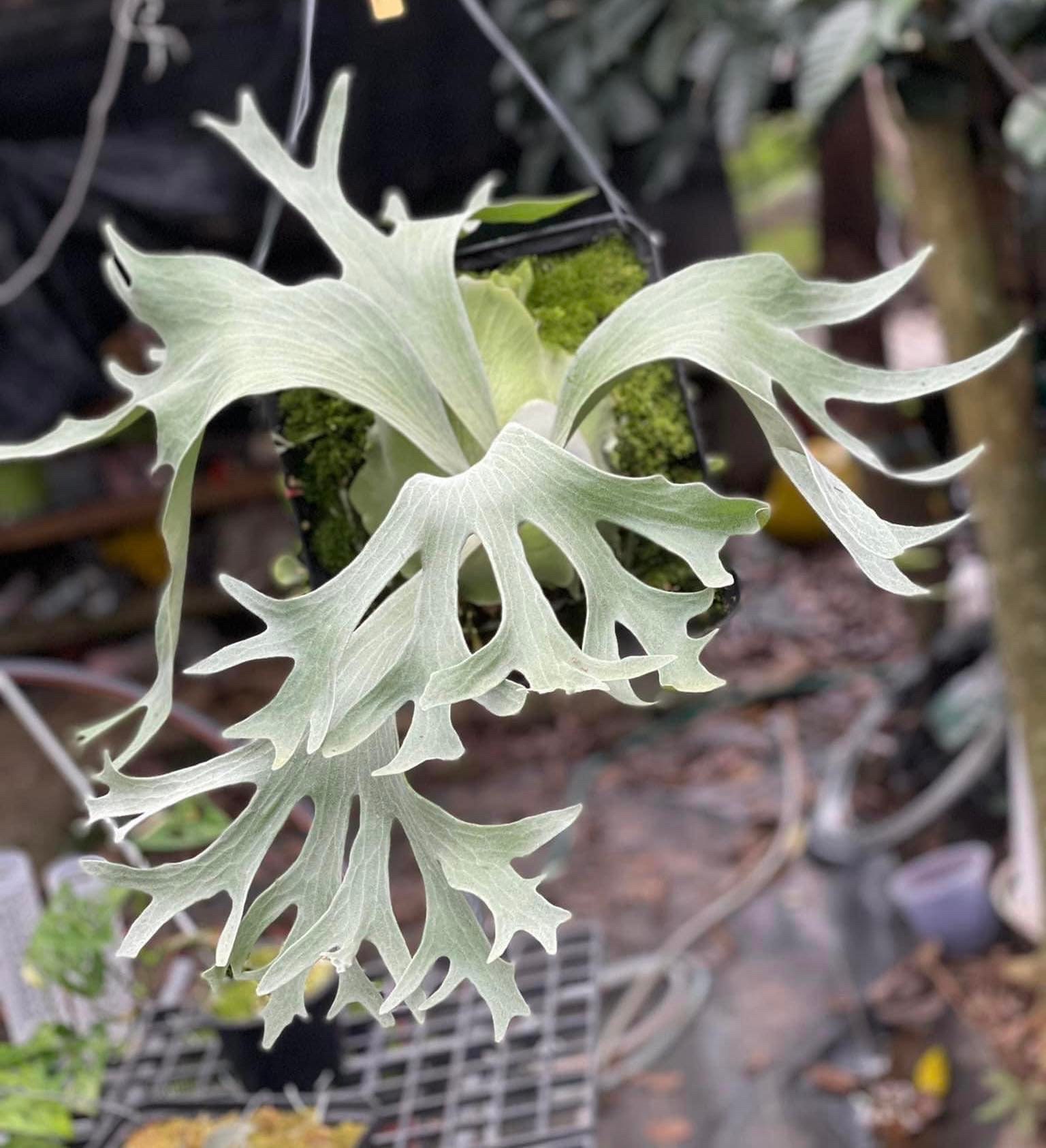 P.GINKA ギンカ 銀華 OC(OC子株 platycerium ginka 銀華 pup P.GINKA ギンカ 銀華 OC(OC子株 platycerium ginka 銀華 pup